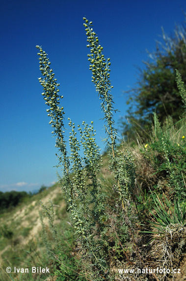 Assenzio pontico