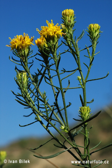 Aster à feuilles d'Osyris