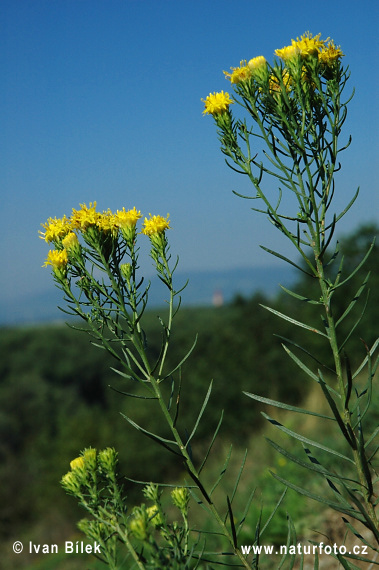 Aster à feuilles d'Osyris