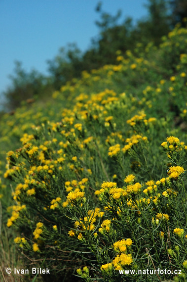 Aster à feuilles d'Osyris