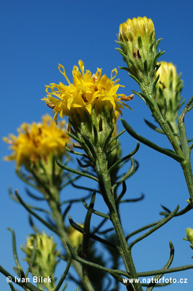 Aster à feuilles d'Osyris