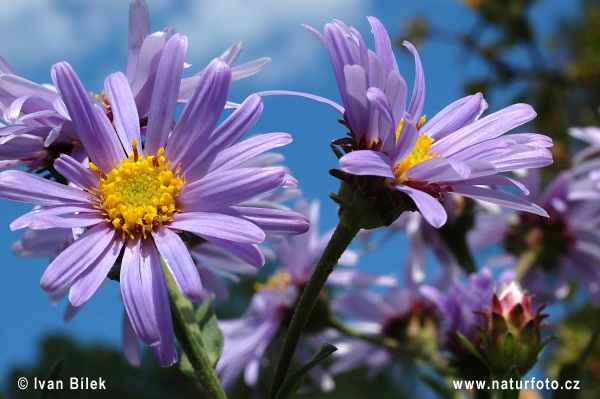 Aster amelle - Oeil de Christ