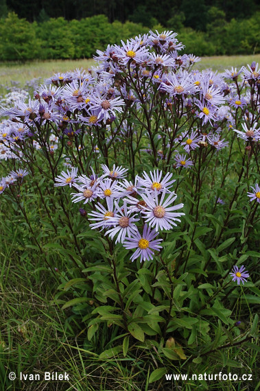 Aster amelle - Oeil de Christ