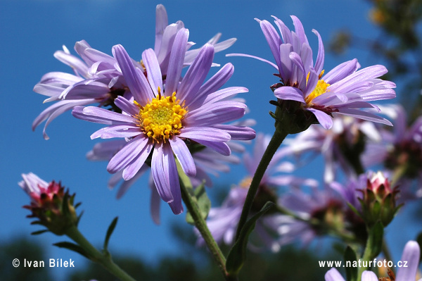 Aster amellus