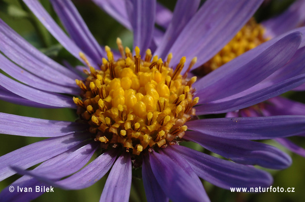 Aster amellus