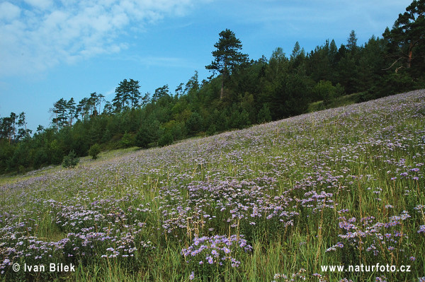 Aster amellus