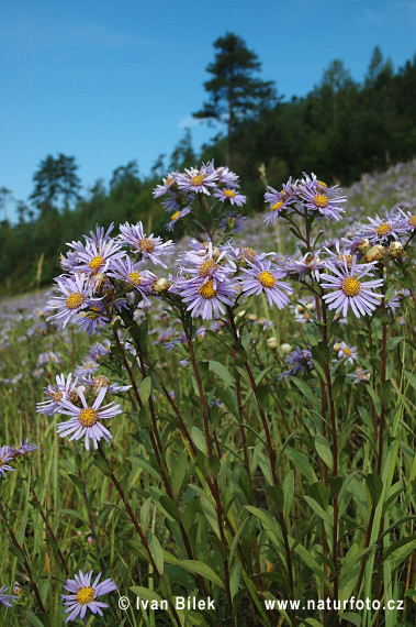 Aster amellus