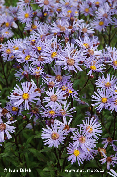 Aster amellus