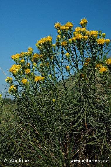 Aster linosyris