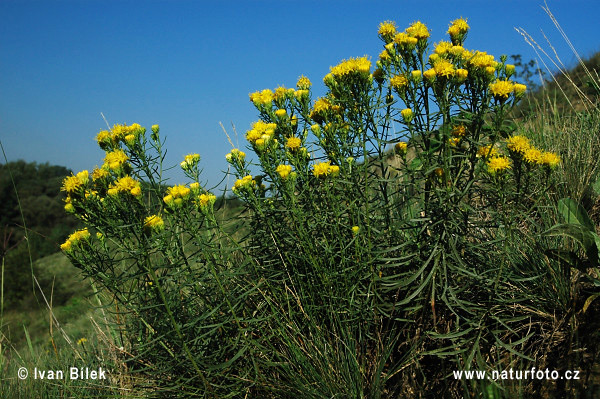 Aster linosyris