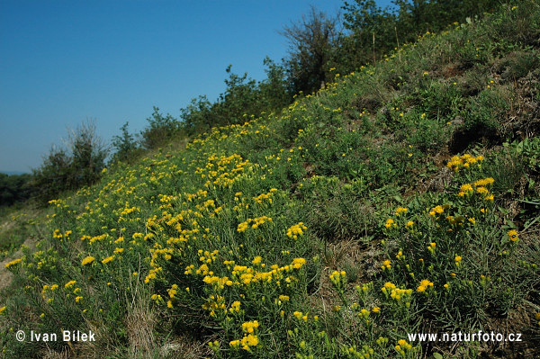 Aster linosyris