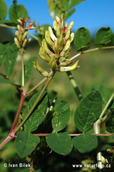 Astragalo falsa liquerizia