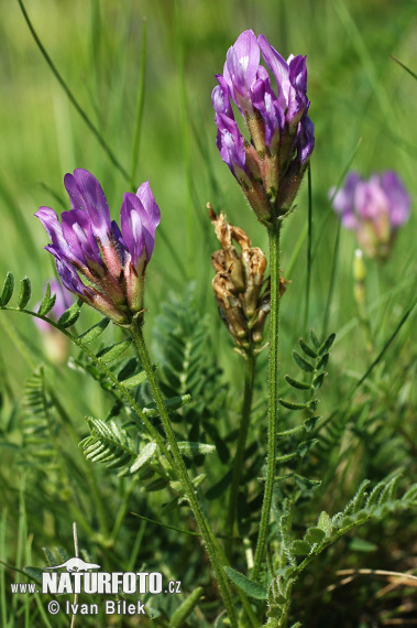 Astragalus danicus