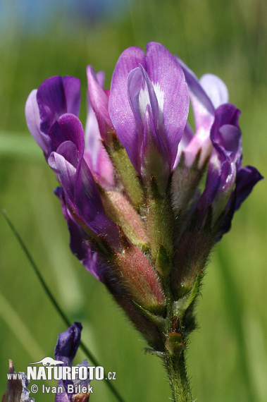 Astragalus danicus