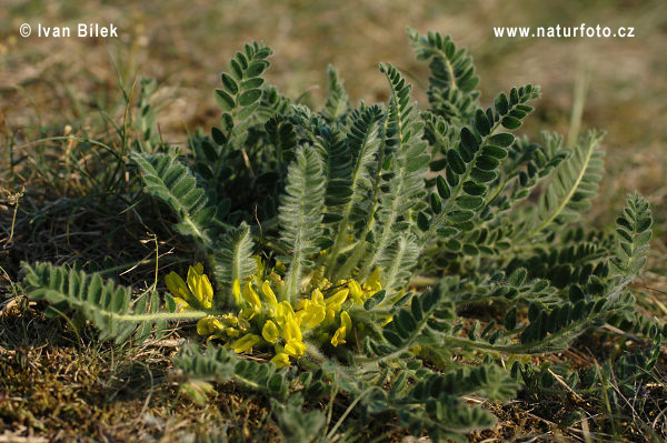 Astragalus exscapus