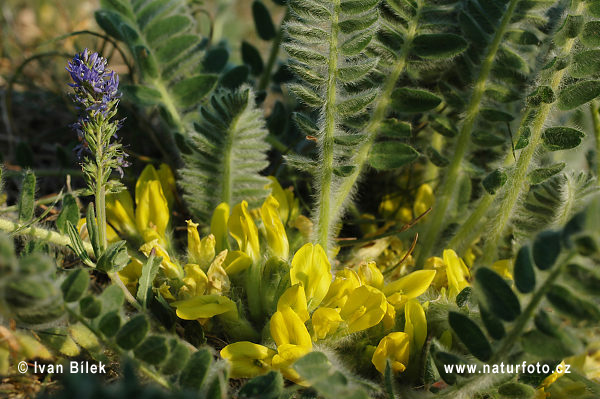 Astragalus exscapus