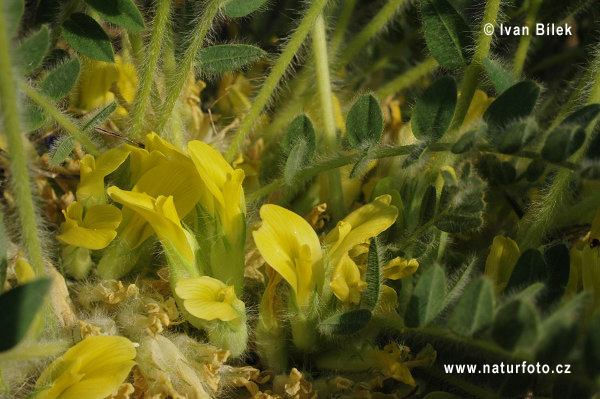 Astragalus exscapus