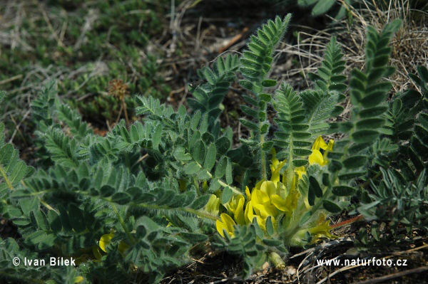 Astragalus exscapus