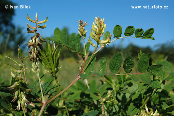 Astragalus glycyphyllos