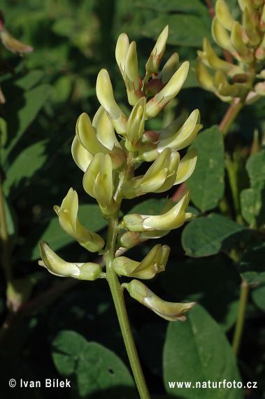 Astragalus glycyphyllos