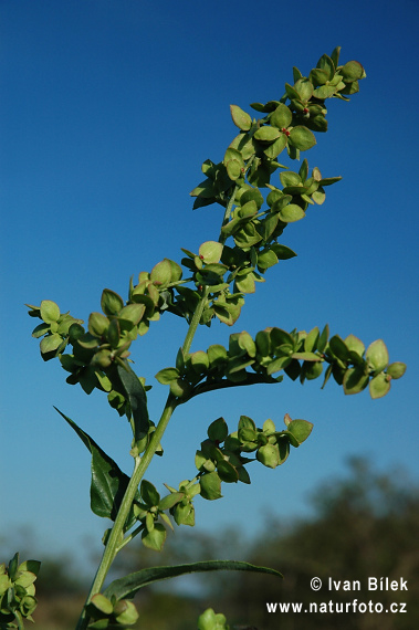 Atriplex sagittata