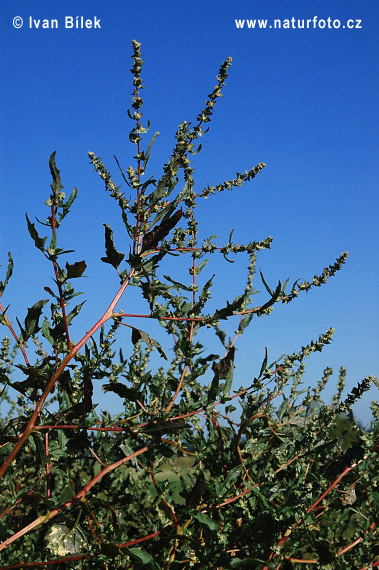 Atriplex tatarica