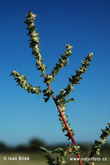 Atriplex tatarica