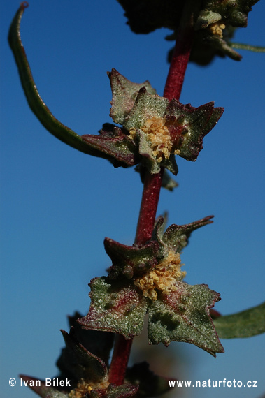 Atriplex tatarica