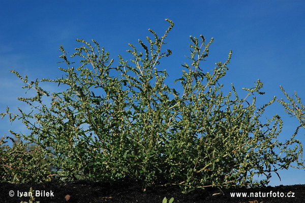 Atriplex tatarica