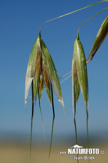 Avena selvatica