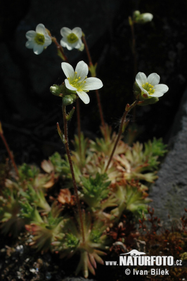 axifraga caespitosa L. subsp. rosacea Moench Thell. S