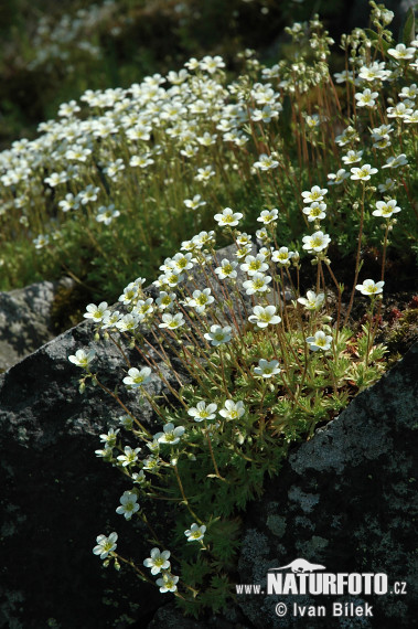 axifraga caespitosa L. subsp. rosacea Moench Thell. S