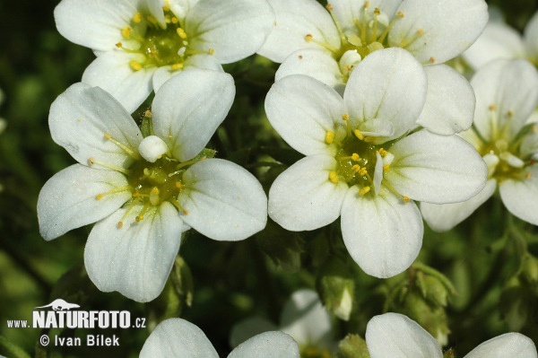 axifraga caespitosa L. subsp. rosacea Moench Thell. S