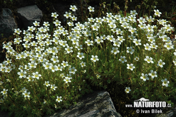 axifraga caespitosa L. subsp. rosacea Moench Thell. S