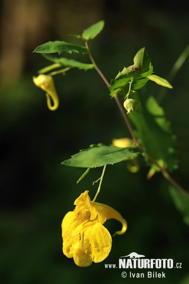 Balsamina gialla