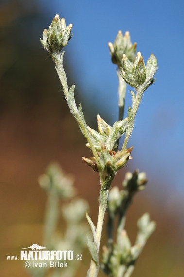 Bambagia minima