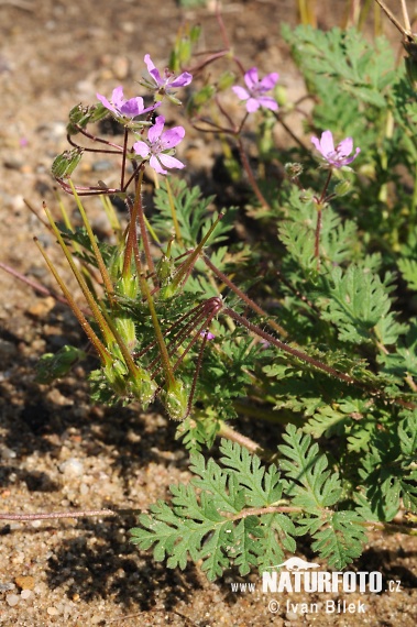 Bec-de-grue à feuilles de ciguë - Erodium à feuilles de ciguë