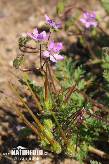 Bec-de-grue à feuilles de ciguë - Erodium à feuilles de ciguë