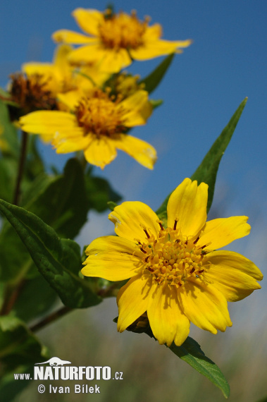 Bidens cernua