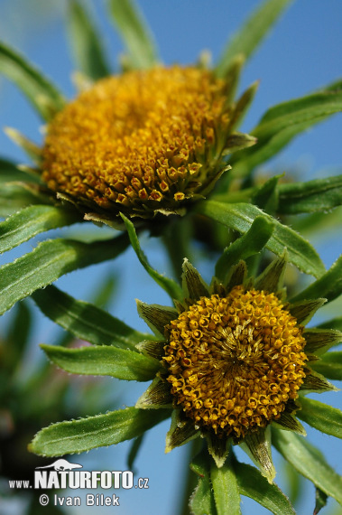 Bidens radiata