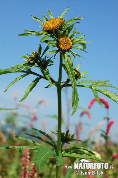 Bidens radiata