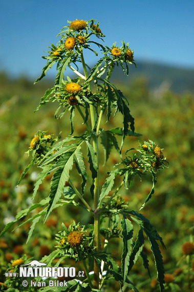 Bidens radiata