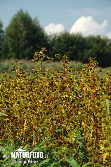 Bidens radiata