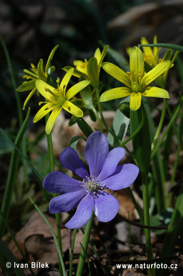 Blå anemone - Leverurt