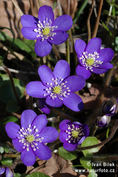 Blå anemone - Leverurt