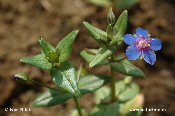 Blauw guichelheil