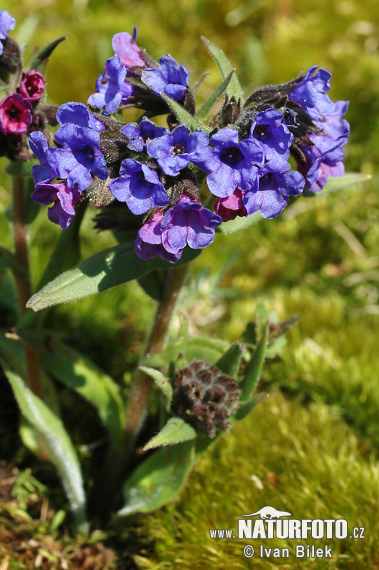 Blue Cowslip Lungwort (Pulmonaria angustifolia)