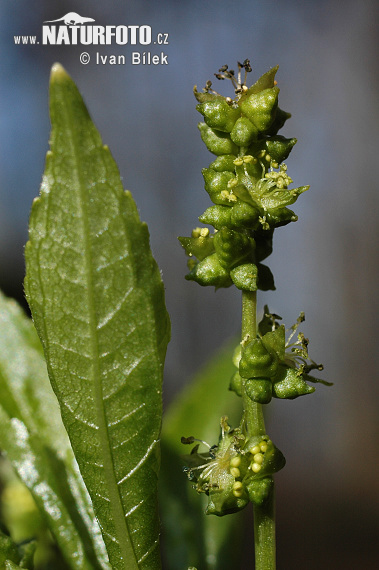 Bosbingelkruid