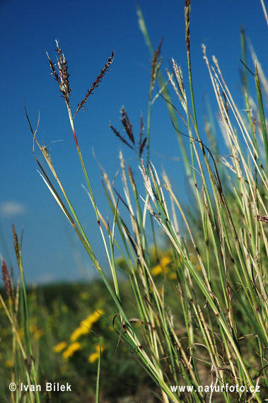 Bothriochloa ischaemum