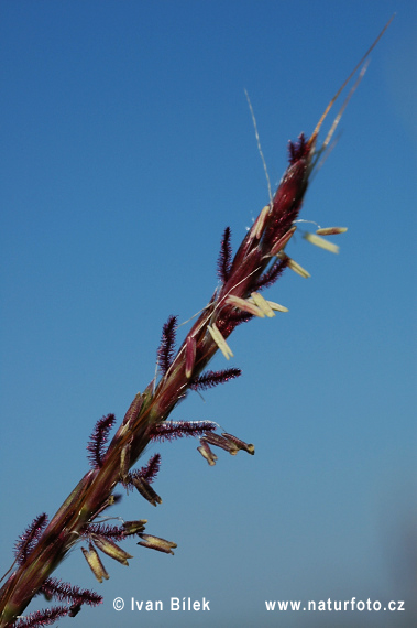 Bothriochloa ischaemum